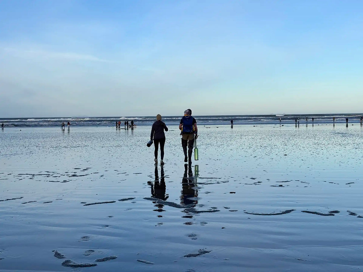 Razor Clam Digging on the Washington Coast