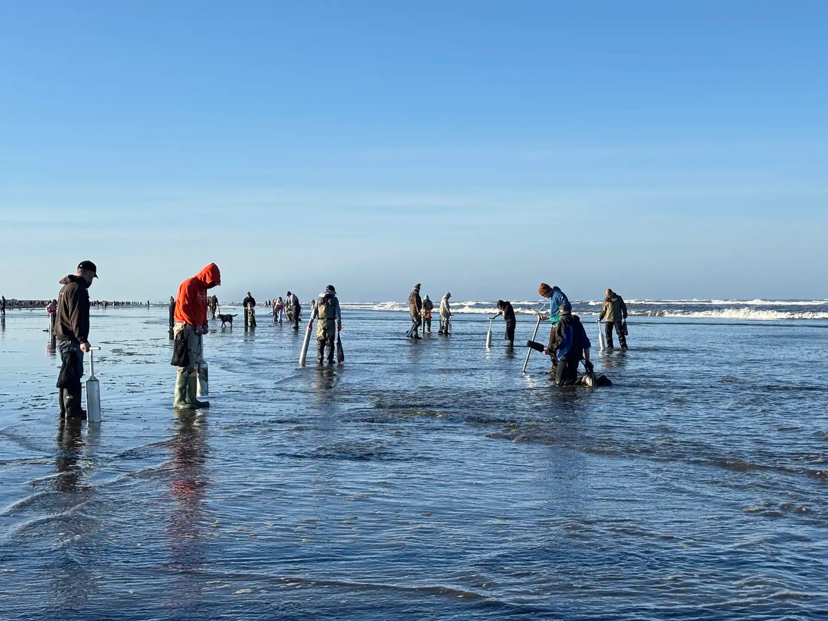 Razor Clamming at Twin Harbors Beaches