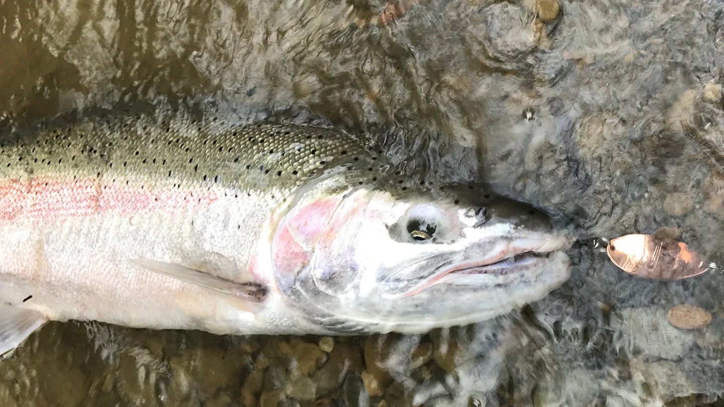 Central Coast Steelhead Seasons set for Winter 2025-26