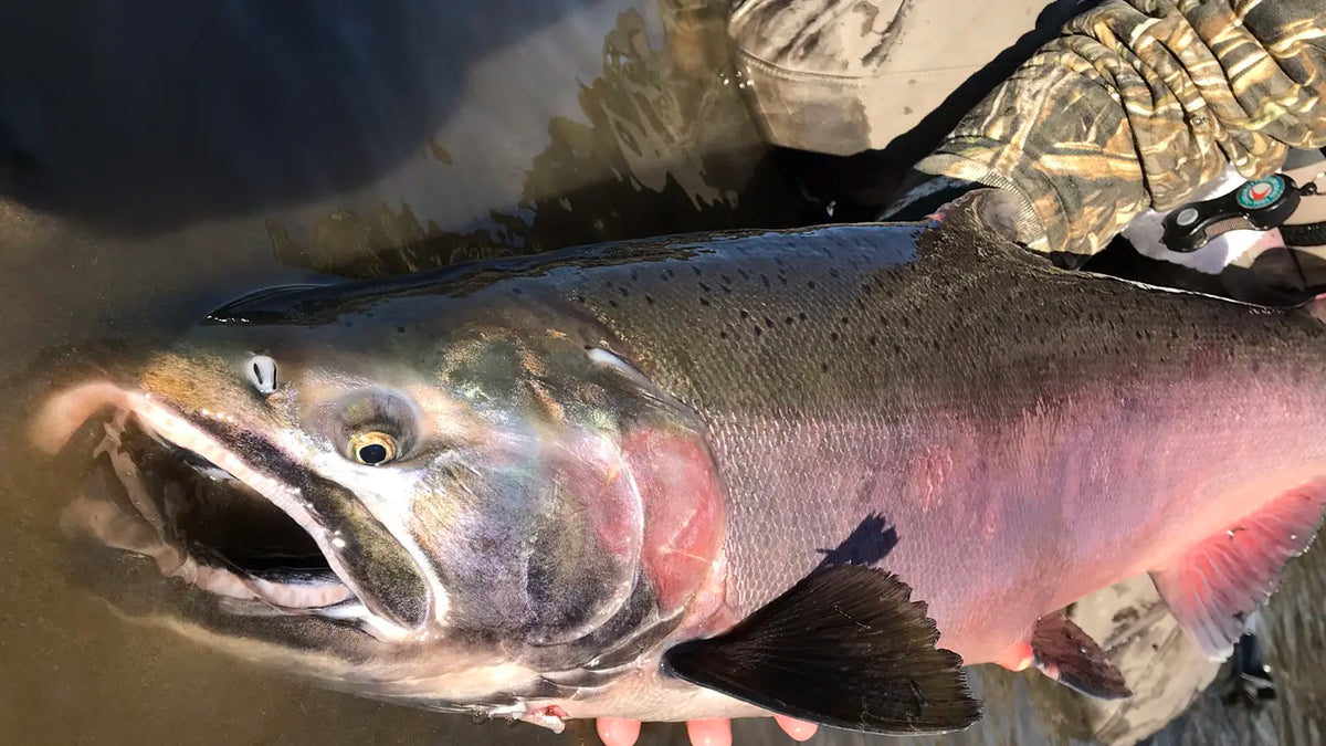 Salmon Rigging: Dick Nite River Drift Fishing Setup