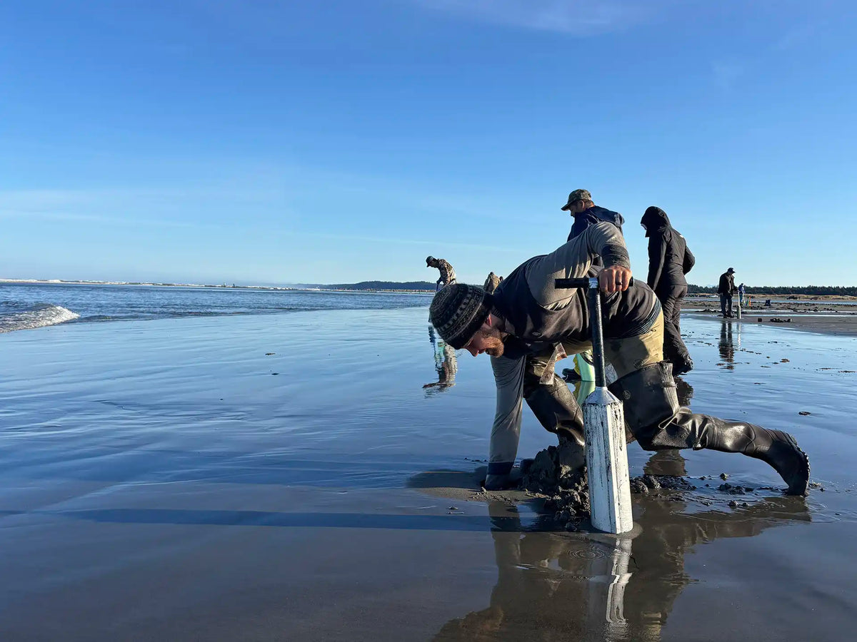 Razor Clamming at Mocrocks Beaches