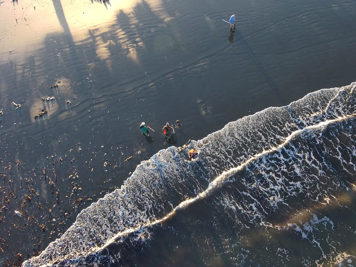 Razor Clamming at Copalis Beaches