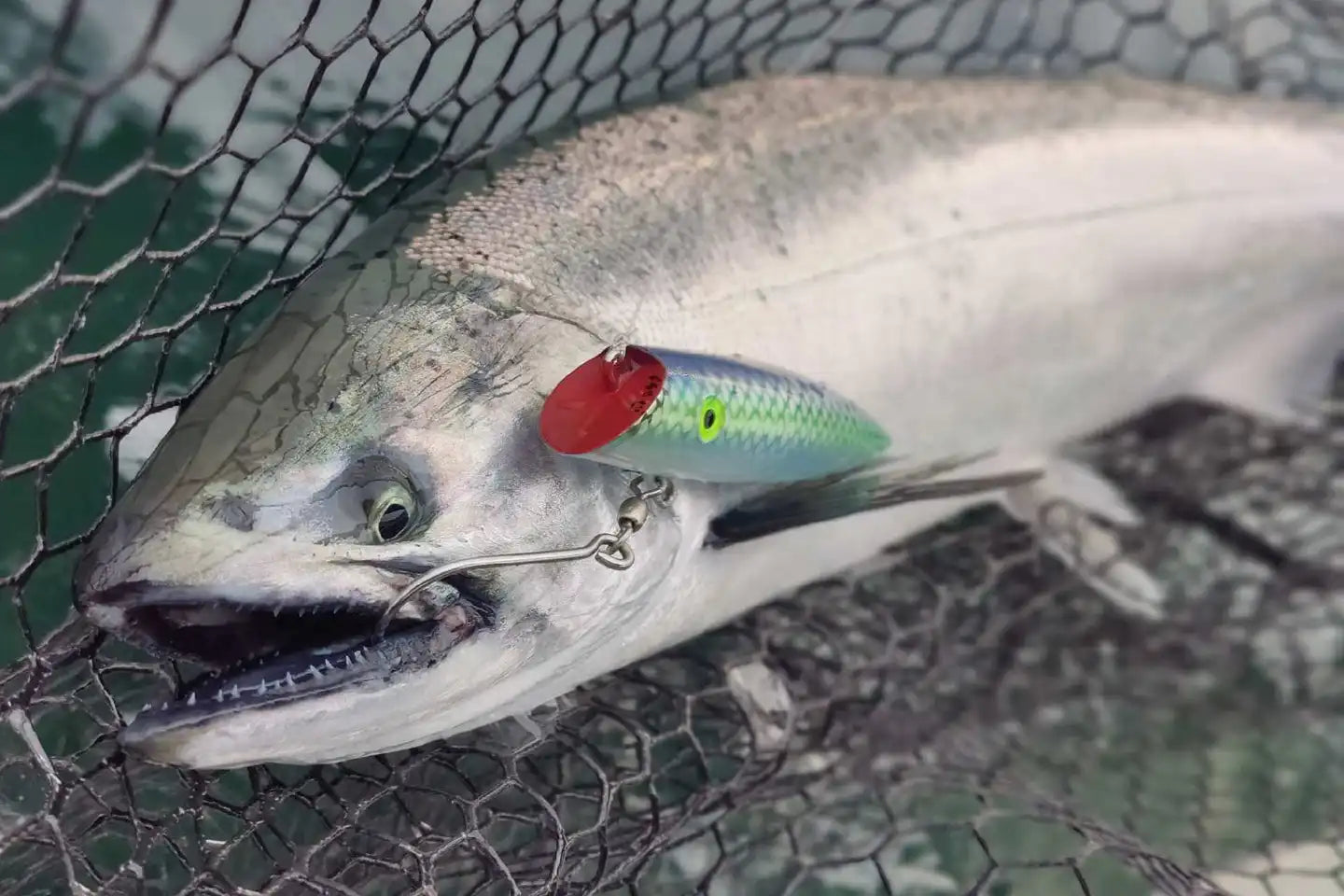 Marine Area 10 & 11 Blackmouth Season Begins April 2, 2025