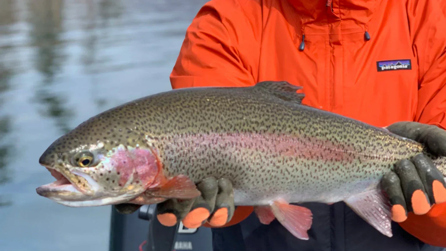 Trout Rigging: Powerbait & Sliding Egg Sinker Setup