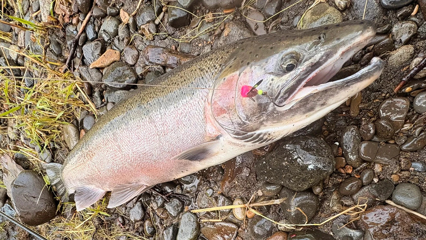 Washington State Fishing Report - Mid-February 2026
