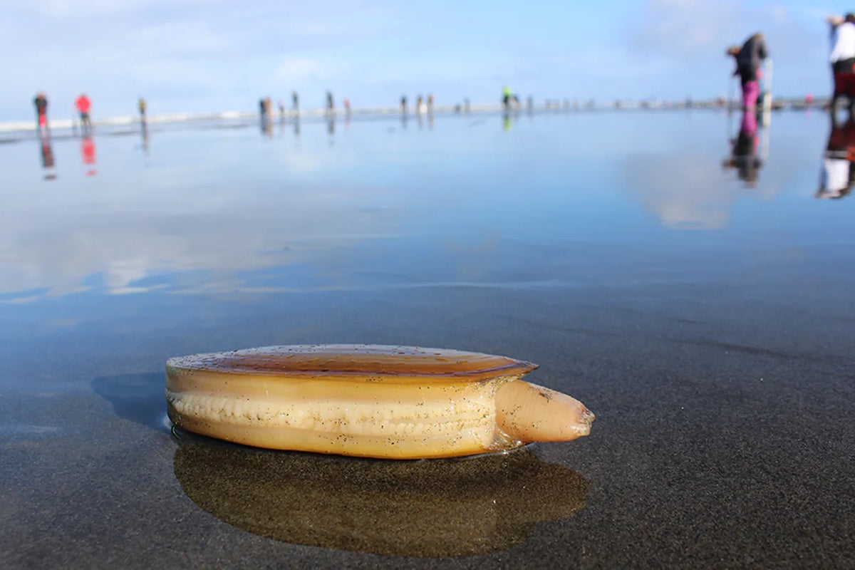 9 More Days of Razor Clamming Starts March 26th, 2025