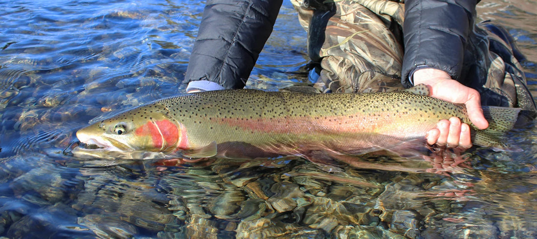 Exciting news for Washington’s 2024-25 Winter Steelhead season