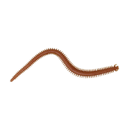 Berkley Gulp 6 Inch Sandworm Natural