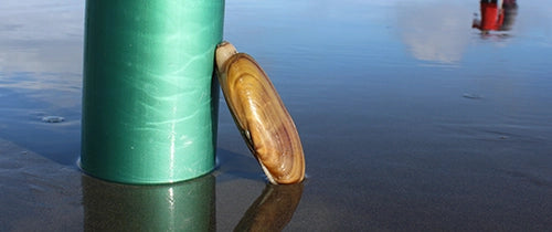 Clam and Oyster Gear