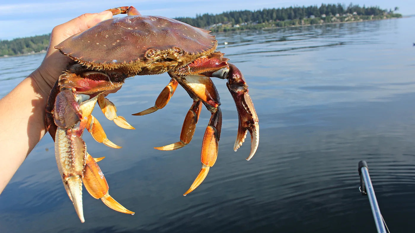 Seattle Puget Sound Summer Crab Season